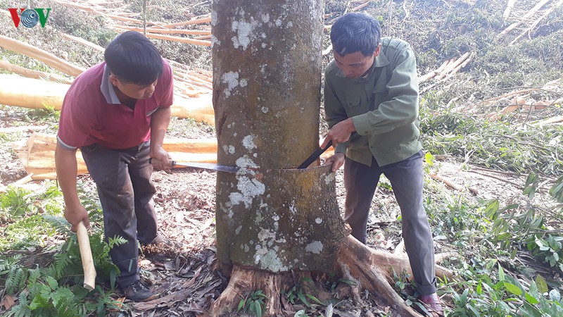 Trồng cây "vàng xanh", dân ở đây thu về 600 tỷ, xây biệt thự nhà to