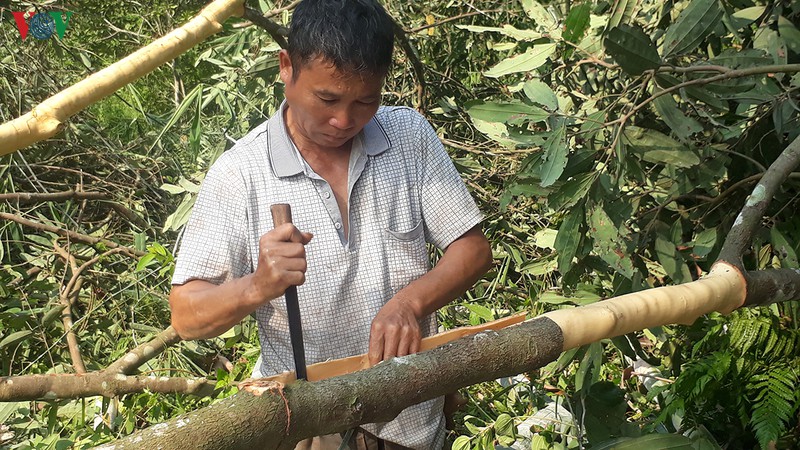 Trồng cây "vàng xanh", dân ở đây thu về 600 tỷ, xây biệt thự nhà to