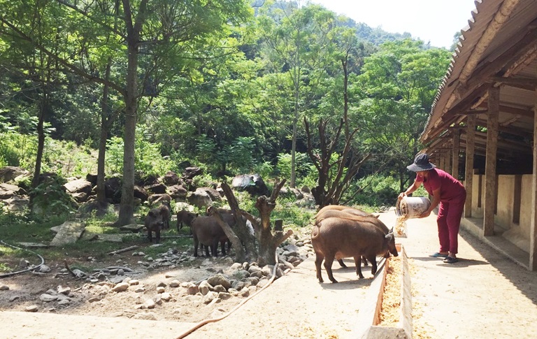 Mặc dịch tả lợn châu Phi, thứ lợn này ở Tam Đảo vẫn vô sự, đắt hàng