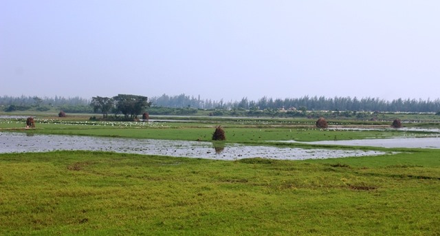 Rùng mình: Khâu mắt cò, bày la liệt trận địa tận diệt chim trời