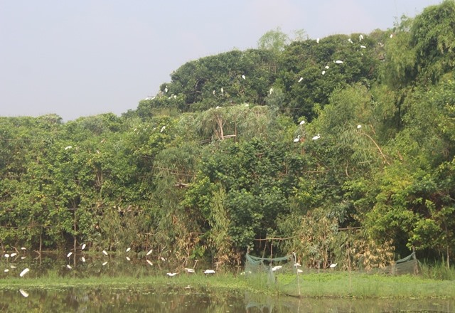 Rùng mình: Khâu mắt cò, bày la liệt trận địa tận diệt chim trời