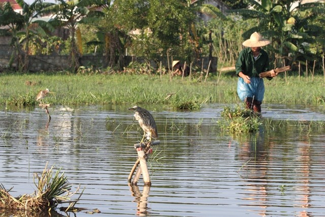 Rùng mình: Khâu mắt cò, bày la liệt trận địa tận diệt chim trời