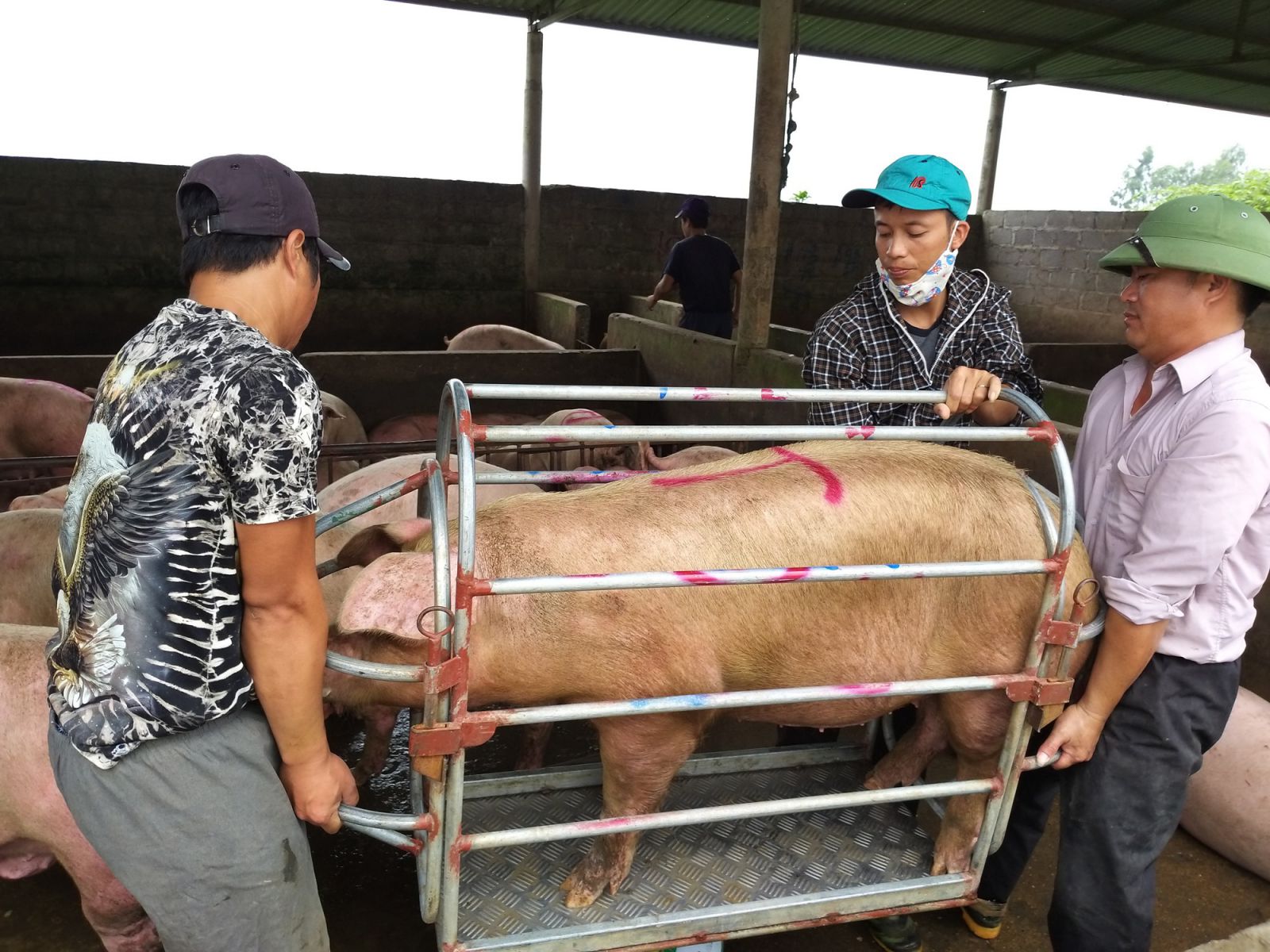 Giá heo hơi hôm nay 10/10: Tăng tiếp 2.000 đồng/kg, xô đổ kỷ lục cũ