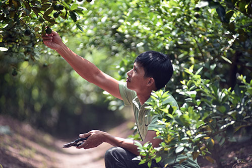 Sáng nay 11/10: Khai mạc Diễn đàn Cùng Nông dân đi chợ Thế giới