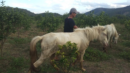 Gia Lai: Đàn ngựa mắt đỏ hàng tỷ đồng trên 'ốc đảo' của trai 8X