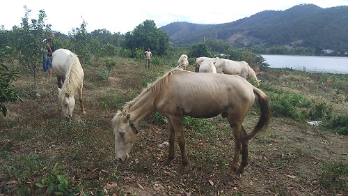 Gia Lai: Đàn ngựa mắt đỏ hàng tỷ đồng trên 'ốc đảo' của trai 8X