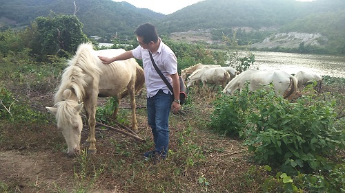 Gia Lai: Đàn ngựa mắt đỏ hàng tỷ đồng trên 'ốc đảo' của trai 8X