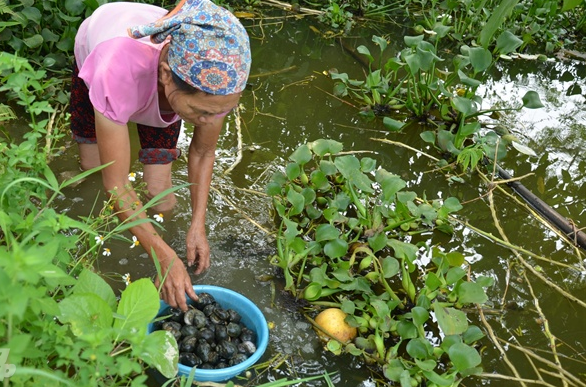 Nuôi 'con 4 tháng không cần ăn vẫn sống': Thắng giòn giã, xây nhà to