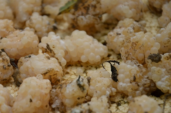 Nuôi 'con 4 tháng không cần ăn vẫn sống': Thắng giòn giã, xây nhà to