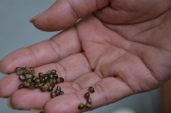 Nuôi 'con 4 tháng không cần ăn vẫn sống': Thắng giòn giã, xây nhà to