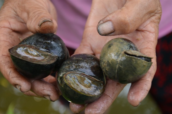 Nuôi 'con 4 tháng không cần ăn vẫn sống': Thắng giòn giã, xây nhà to