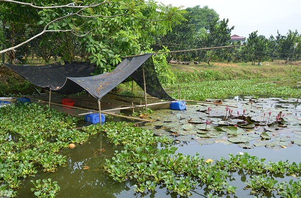 Nuôi 'con 4 tháng không cần ăn vẫn sống': Thắng giòn giã, xây nhà to