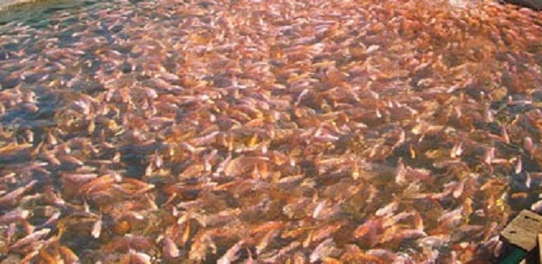 Tiết lộ tuyệt chiêu 'làm ao trên sông' giúp cá lớn nhanh như thổi