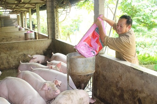 Giá heo hơi hôm nay 22/10: Dự báo đạt 80.000 đồng/kg dịp Giáng sinh