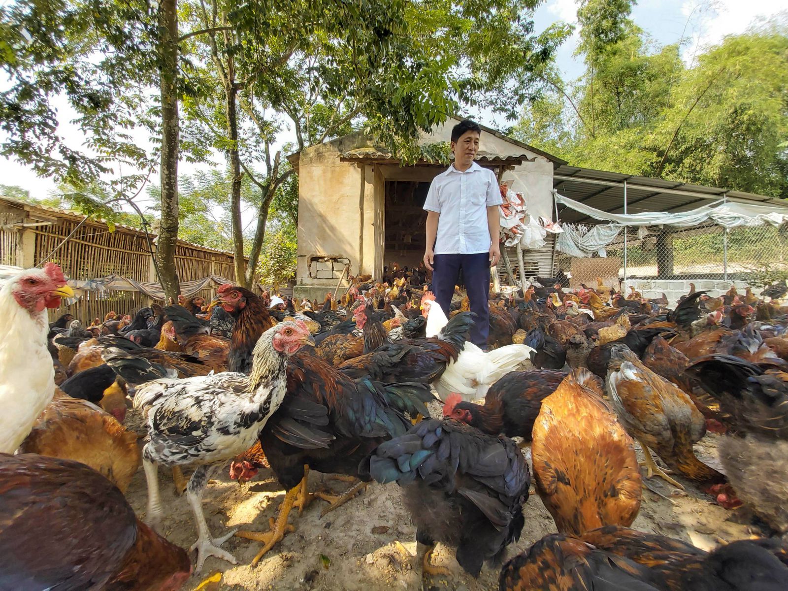 Nói thì bảo quá, nhưng thầy giáo này nuôi gà mà để ra được tiền tỷ