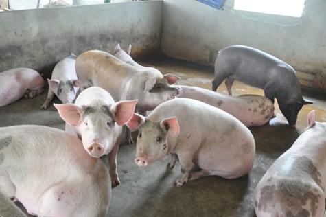 Giá heo hơi hôm nay 25/10: Bắc mất mốc 65.000 đồng/kg, Nam khan heo
