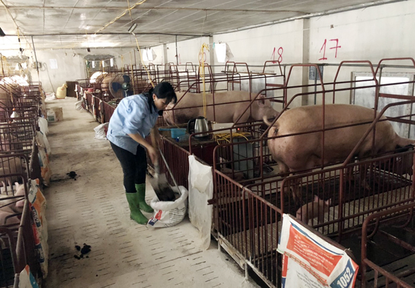 Giá heo hơi hôm nay 25/10: Bắc mất mốc 65.000 đồng/kg, Nam khan heo