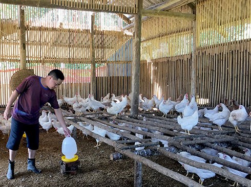 Bắc Kạn: Nông dân giữa phố vẫn làm giàu nhờ nuôi gà thả đồi