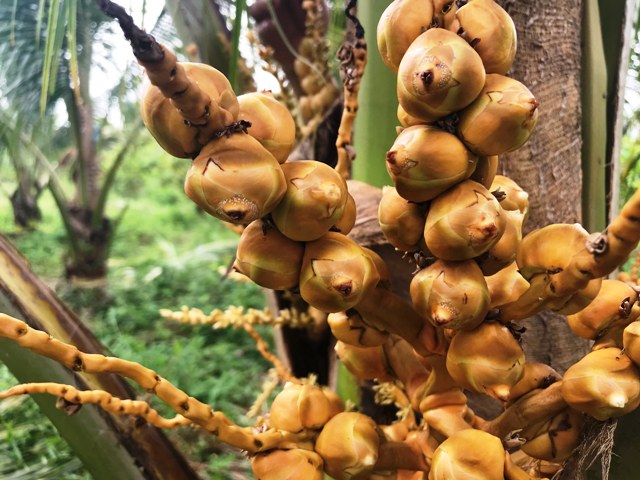 Dừa xiêm Nam bộ 'bén duyên' trên đất xứ Thanh