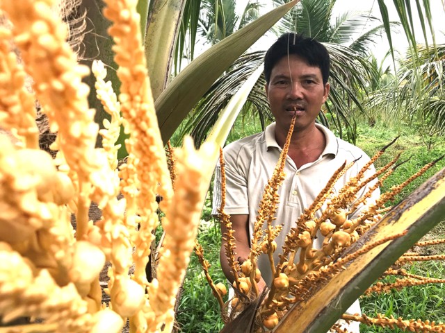 Dừa xiêm Nam bộ 'bén duyên' trên đất xứ Thanh