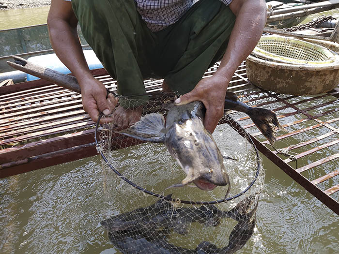 Nuôi loài cá 'chúa tể dòng sông' dân thu hàng trăm triệu đồng/năm