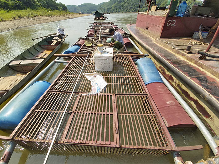 Nuôi loài cá 'chúa tể dòng sông' dân thu hàng trăm triệu đồng/năm