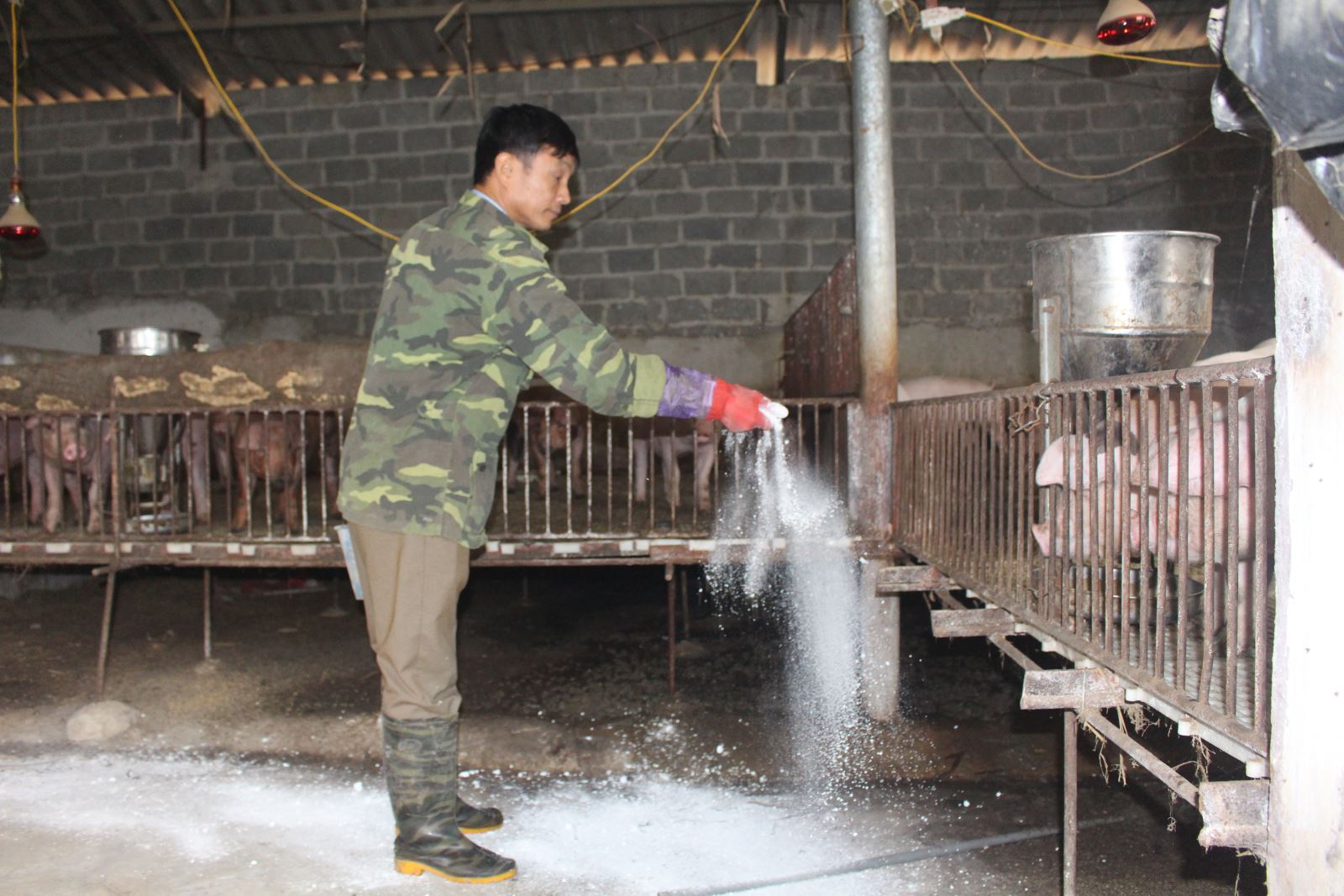 Tổ chức tháng tiêu độc khử trùng, dập tắt dịch tả lợn châu Phi