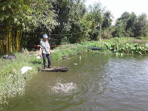 Cả làng khá giả nhờ nuôi cá nước ngọt