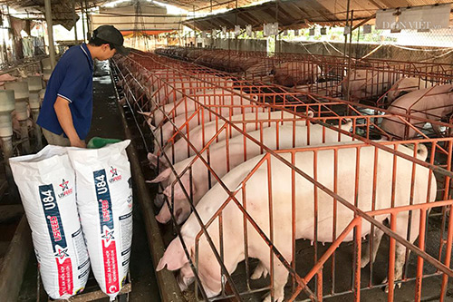 Cần một cuộc cách mạng để chăn nuôi bứt phá