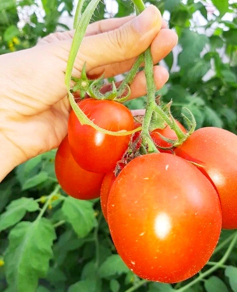 Nghệ An: Cất bằng kỹ sư xây dựng, 9X về trồng rau đẹp như tranh