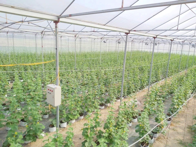 Nghệ An: Cất bằng kỹ sư xây dựng, 9X về trồng rau đẹp như tranh