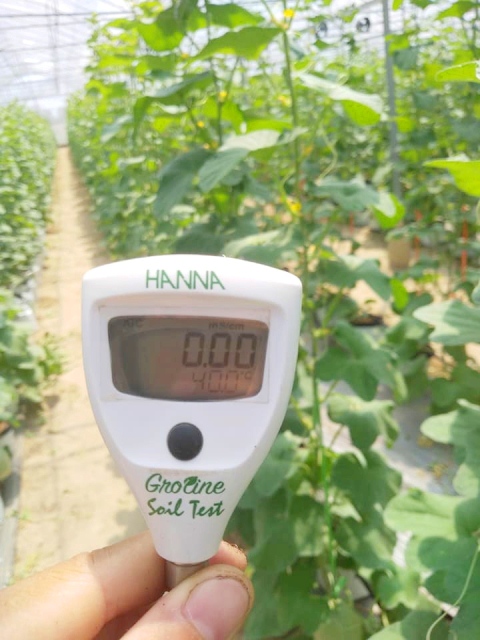 Nghệ An: Cất bằng kỹ sư xây dựng, 9X về trồng rau đẹp như tranh