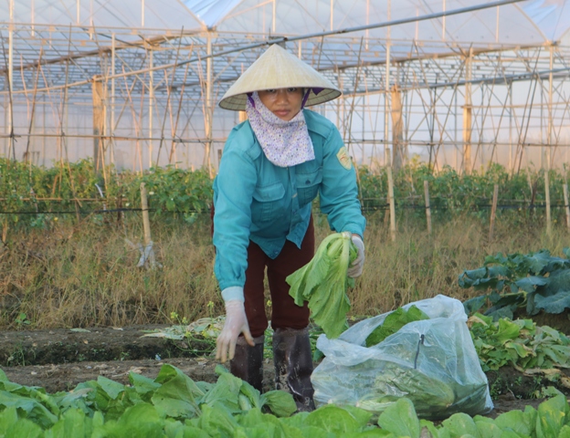 Thanh Hóa: Ở đây dân trồng bầu canh, rau an toàn chỉ lo 'cháy hàng'