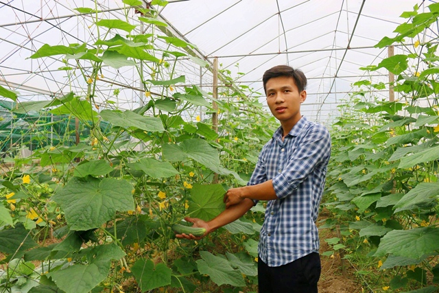Nghệ An: Cất bằng kỹ sư xây dựng, 9X về trồng rau đẹp như tranh