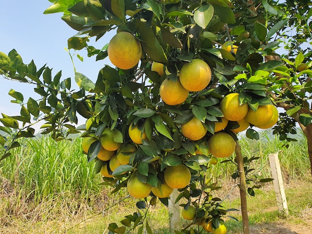 Nghệ An: Cho cam 'ăn' cá, 10 cây trĩu quả cả 10, đã thế ăn lại ngọt