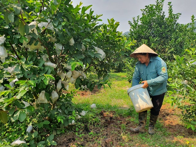 Nghệ An: Cho cam 'ăn' cá, 10 cây trĩu quả cả 10, đã thế ăn lại ngọt