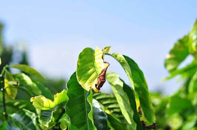 Lâm Đồng: Đau xót, người thân vừa mất thì vườn cà phê bị hại chết