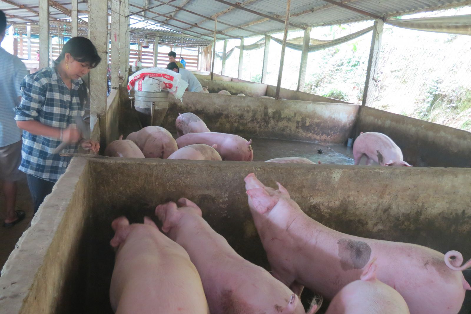Giá heo hơi hôm nay 11/11: Kiên định giữ mốc 75.000đ/kg, sốt hàng
