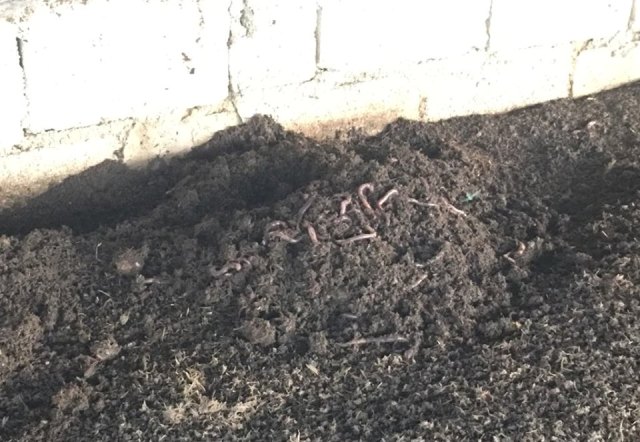 Cất bằng kỹ sư cơ khí, 8X về quê 'nghịch' phân bò, lời 50 triệu/tháng