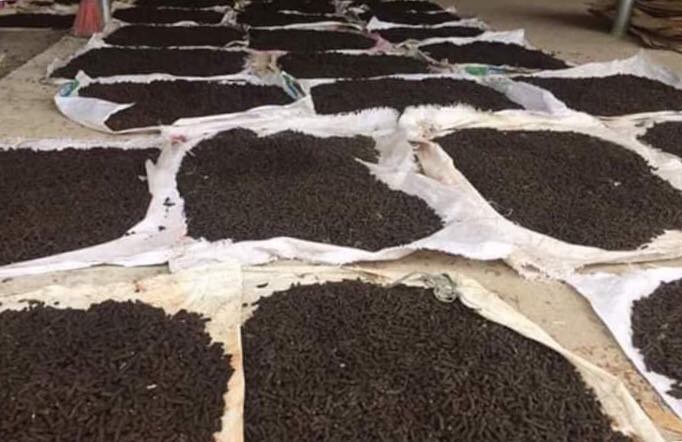 Cất bằng kỹ sư cơ khí, 8X về quê 'nghịch' phân bò, lời 50 triệu/tháng