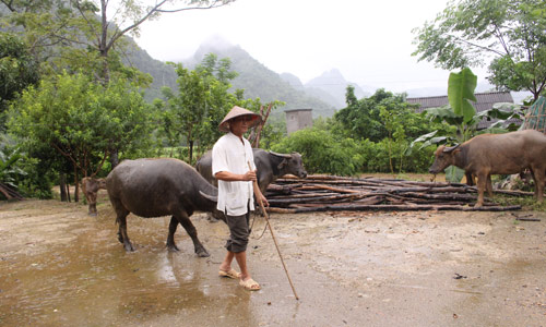 Có vốn nuôi trâu sẽ mau khá, giàu