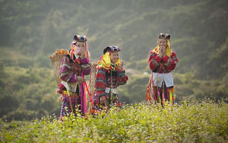 Vùng đất khô cằn, dắt bò 'leo' núi đá mà cày ra...'hoa'