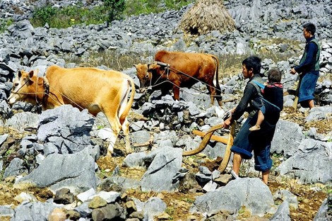 Vùng đất khô cằn, dắt bò 'leo' núi đá mà cày ra...'hoa'