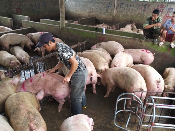 Giá heo hơi hôm nay 18/11: Người chờ 'hốt bạc', người rơi nước mắt