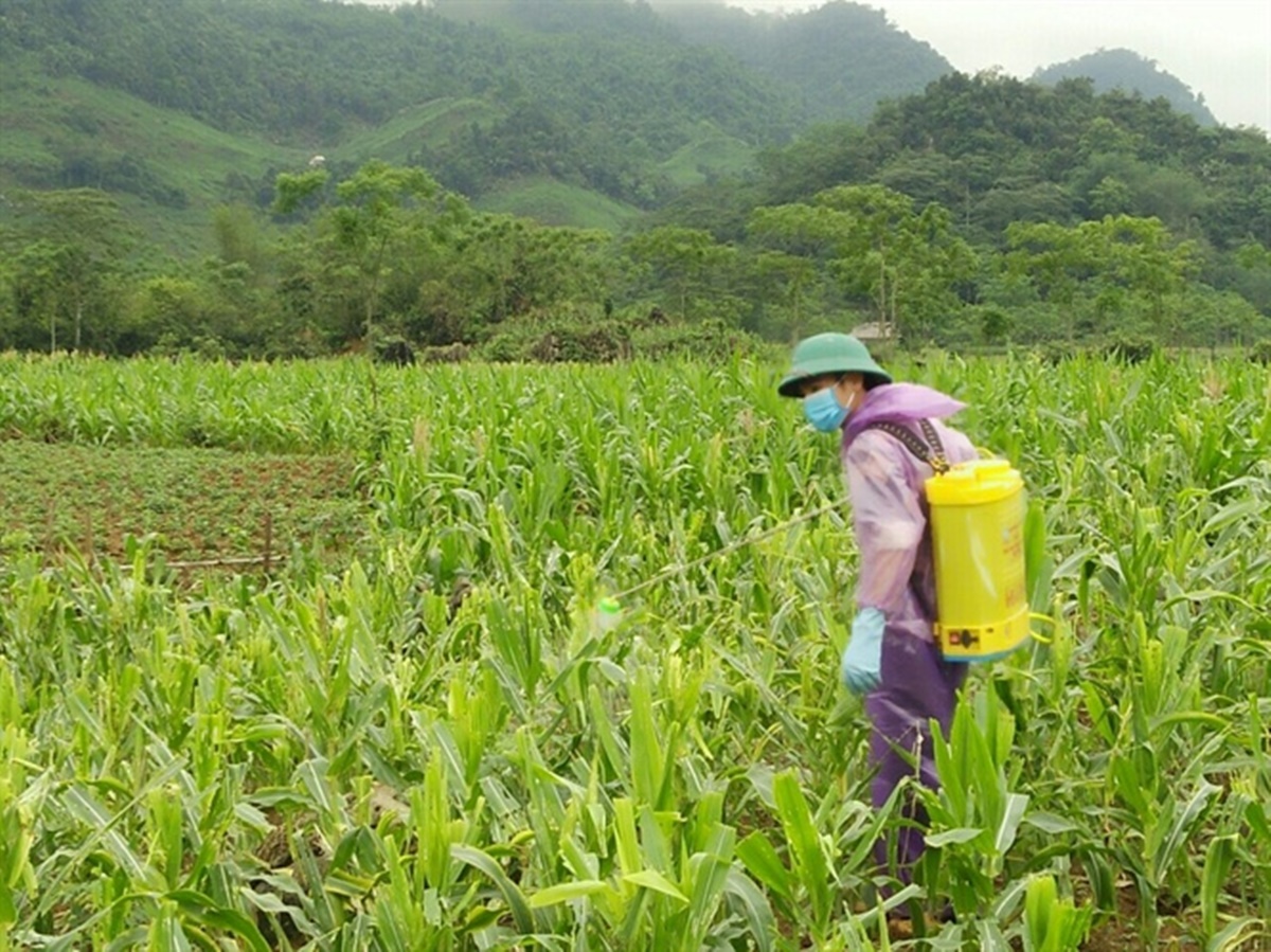 Sâu keo mùa thu đã bị khắc chế nhờ bí quyết này