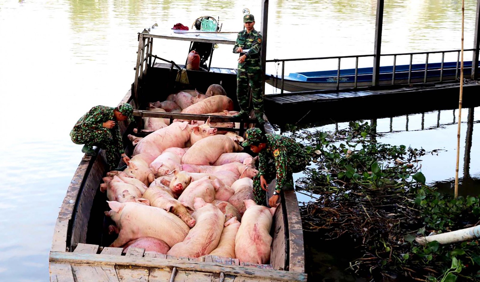 Giá heo hơi hôm nay 26/11: Giá chững, thương lái ép giá, dân thiệt