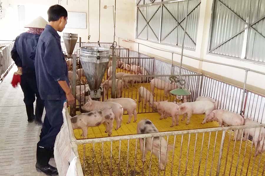 Giá heo hơi hôm nay 29/11: Lại xuất hiện đà tăng giá?
