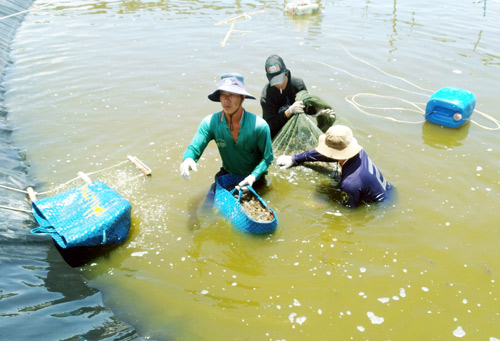 Kiên Giang: Nuôi tôm công nghệ cao, nông dân 'hốt bạc'