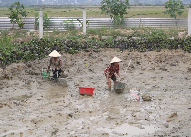 Thanh Hóa: Bỏ nghề 'thổi bễ' về nuôi con 'siêu đẻ' bán đắt tiền