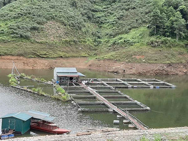 LẠ: Nuôi cá khủng trong lồng ở đập Hồ Ly, ngửi cá sống mà ít tanh?